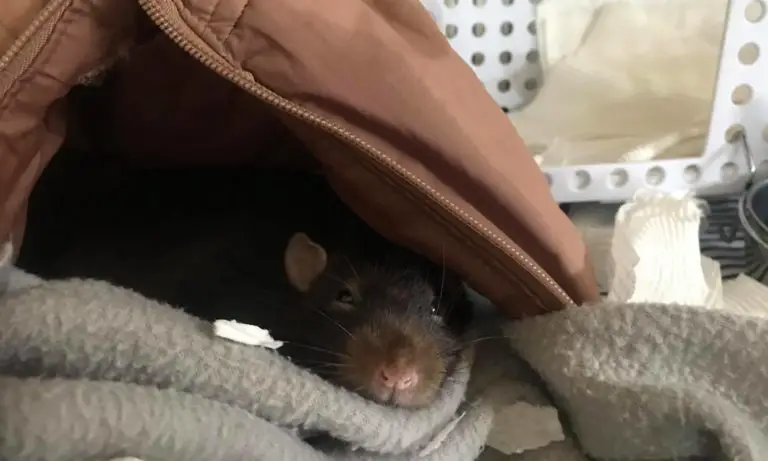 Rat Cage Bedding