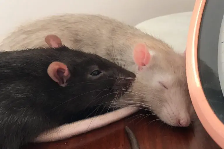 Can Pet Rats Live Alone?