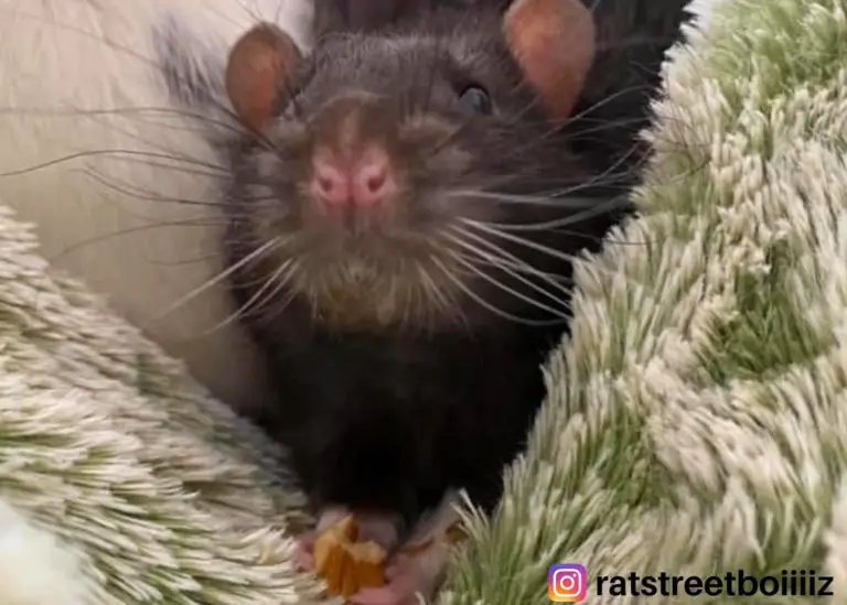Feeding Almonds to Rats