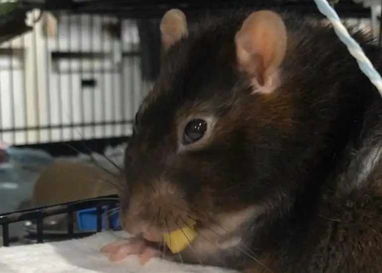 Can Rats Eat Apple?