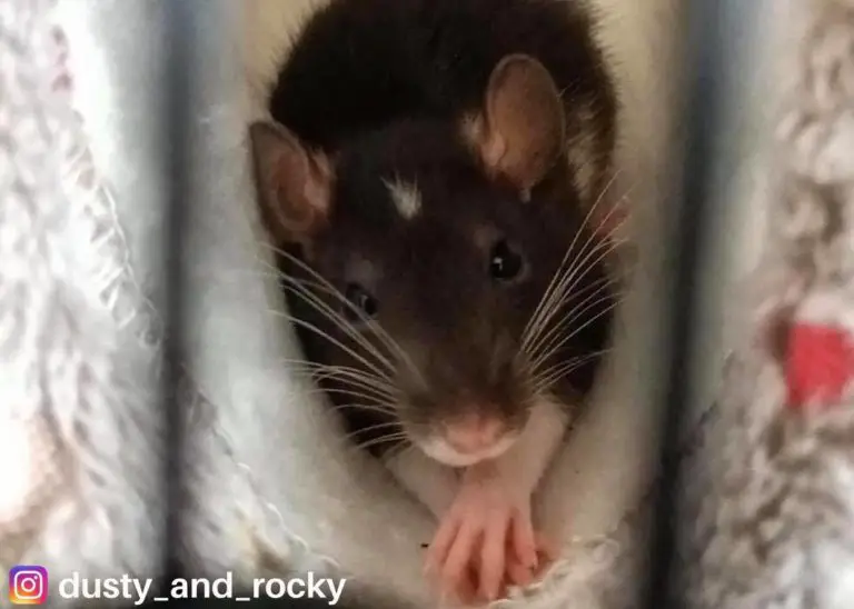 Guide to pet rat nail care