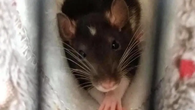 Guide to pet rat nail care
