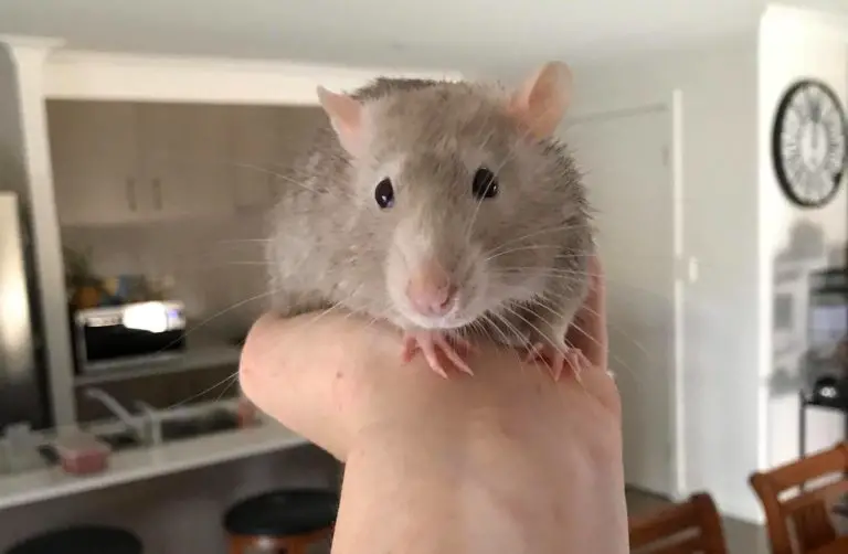 Should I Bathe My Pet Rat?