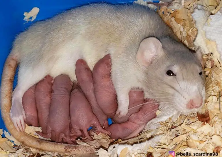 Signs Your Pet Rat is Pregnant