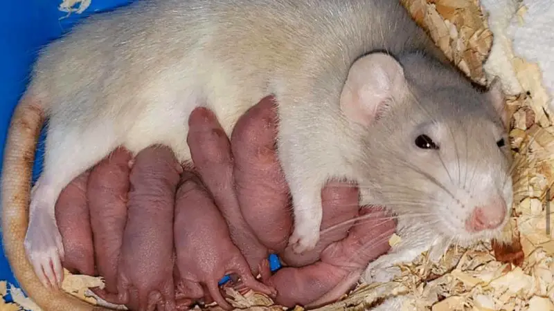 Signs your pet rat is pregnant