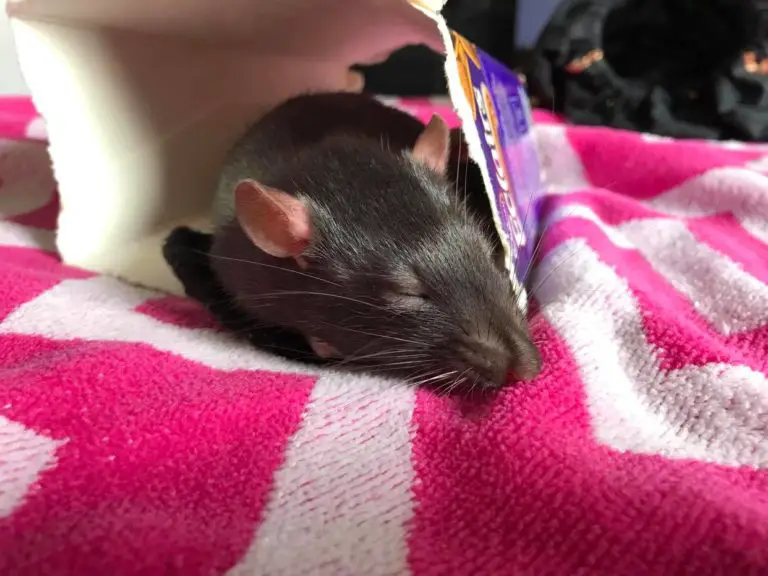 The Best Homemade Toys for your Pet Rats