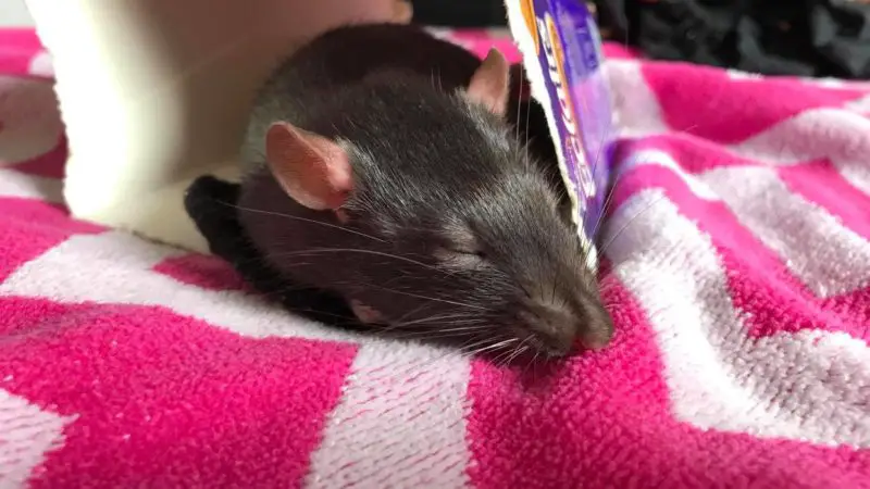 The Best Homemade Toys for your Pet Rats