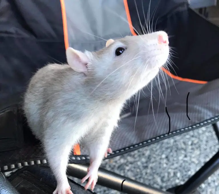 The Lifespan of a Pet Rat