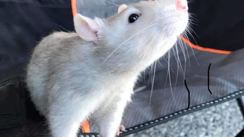 The Lifespan of a Pet Rat