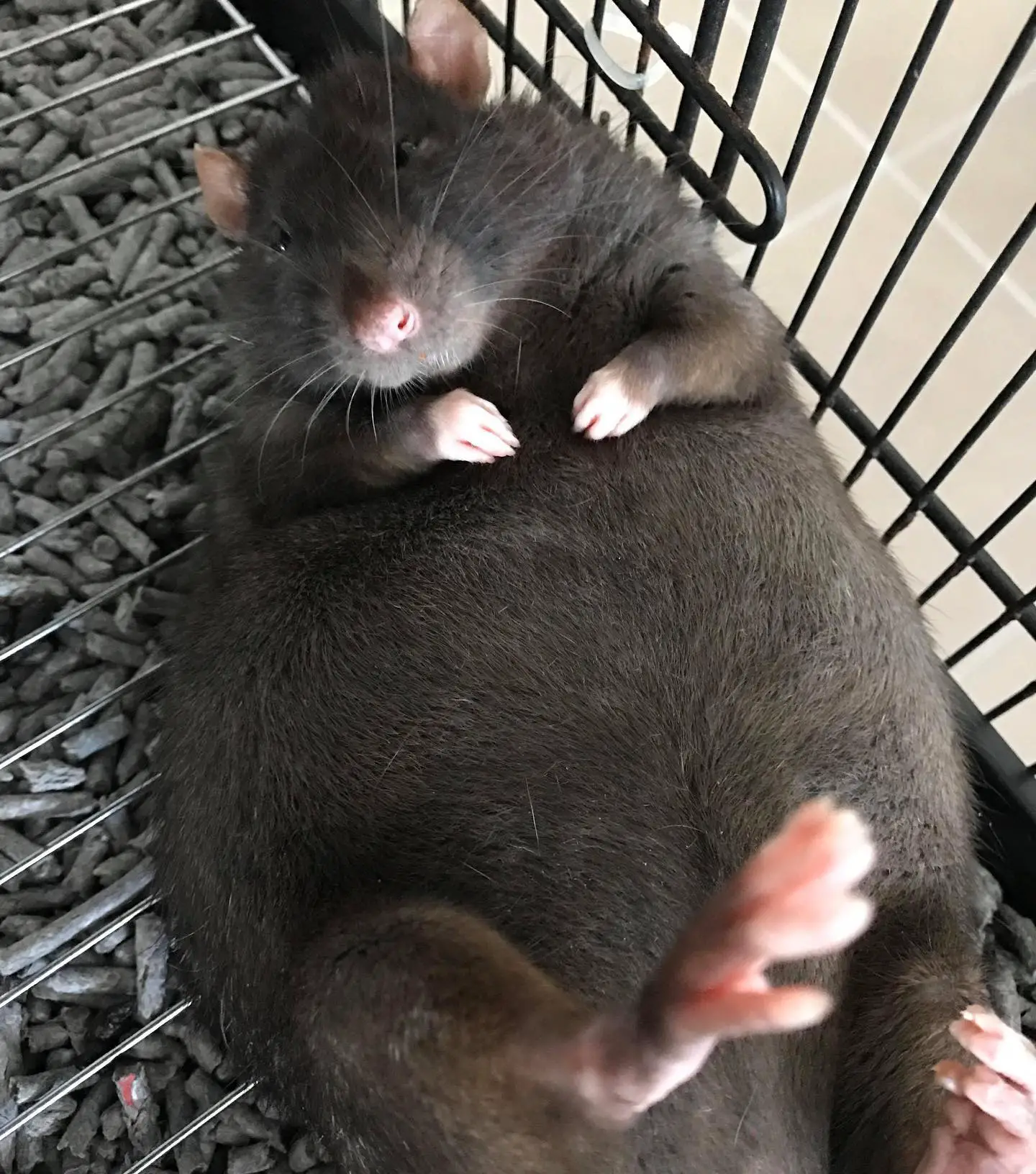 pet rat resting on his back