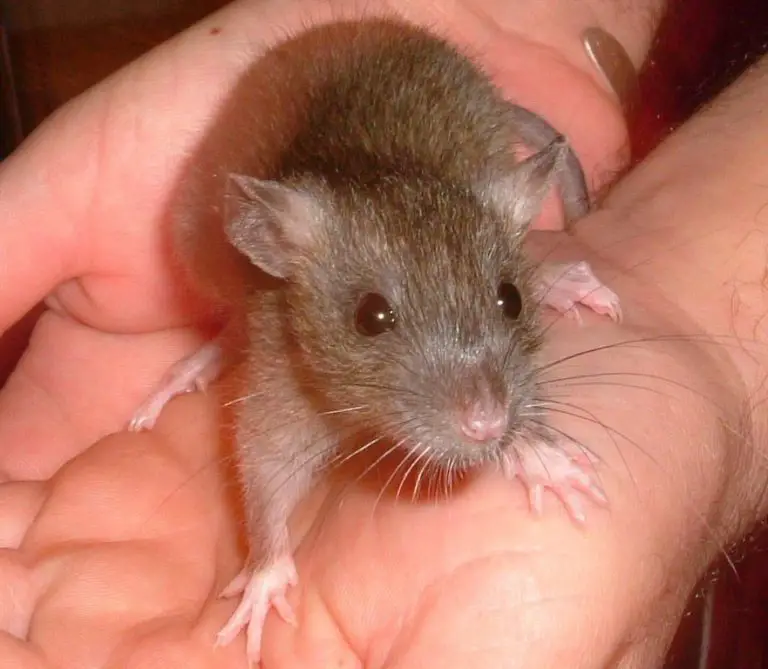 Are Pet Rats Affectionate?