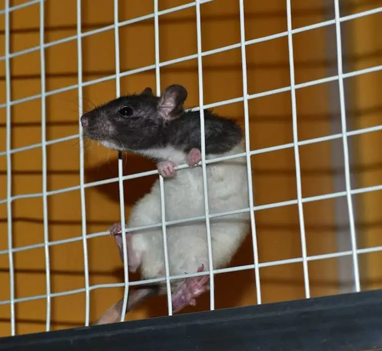 Are Pet Rats Smart?