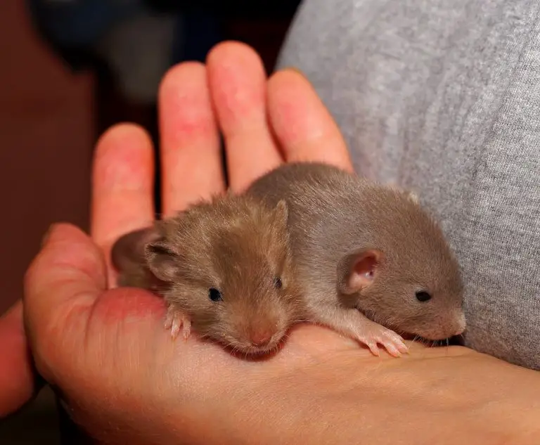 Are Rats Good Pets?