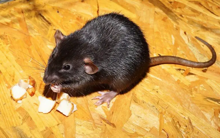 Can Pet Rats Eat Cheese?