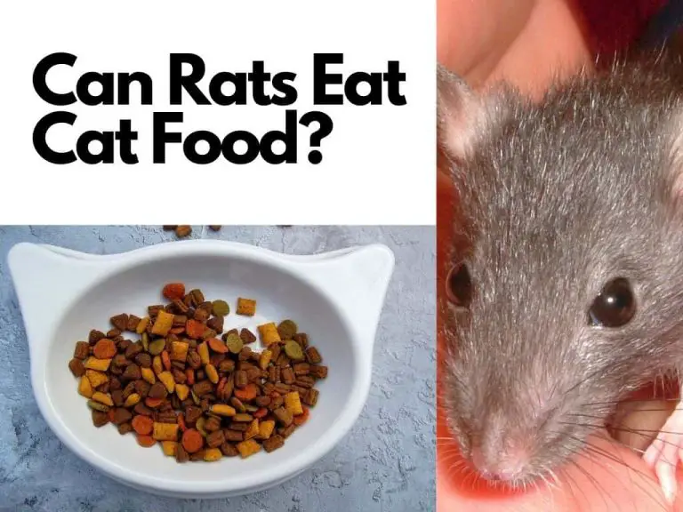 Can Rats Eat Cat Food?