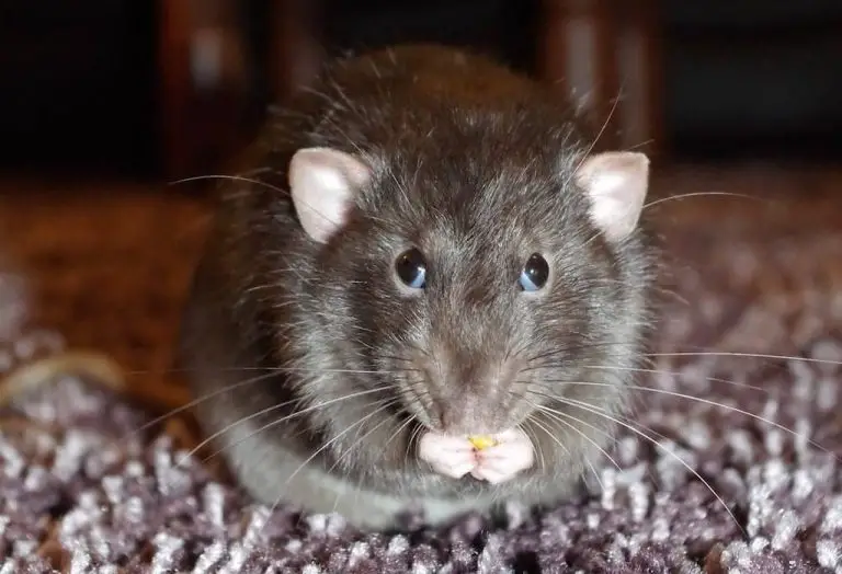 Can Rats Eat Rabbit Food?