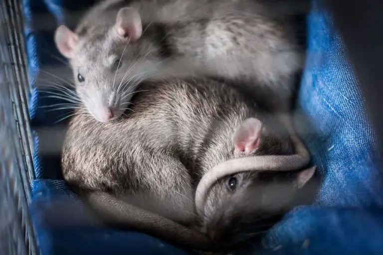 Do Pet Rats Smell?