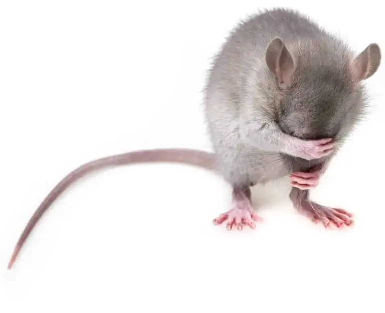 Do Rats Like Music?