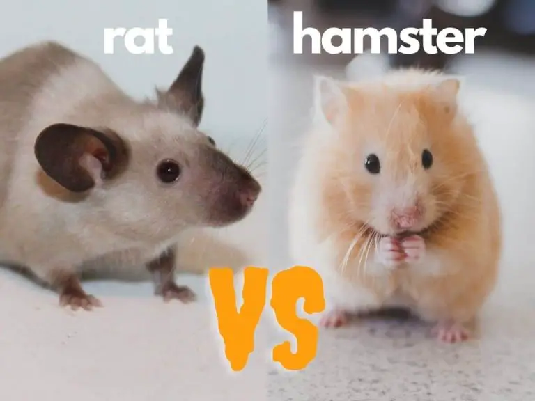 Hamster Vs Rat