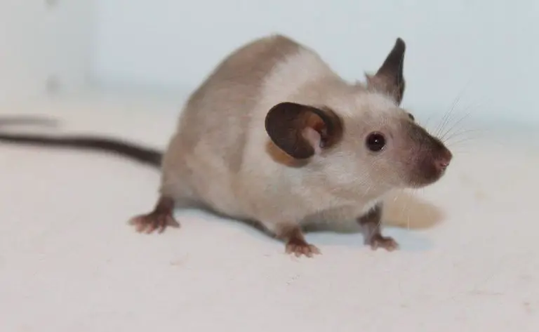 Rats as Pets: Pros and Cons?