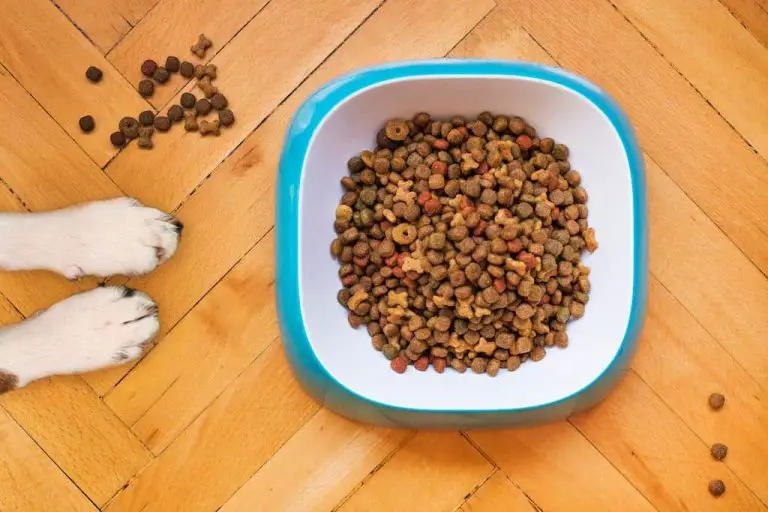 Can Pet Rats Eat Dog Food?