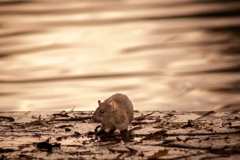 Do Pet Rats Like to Swim?