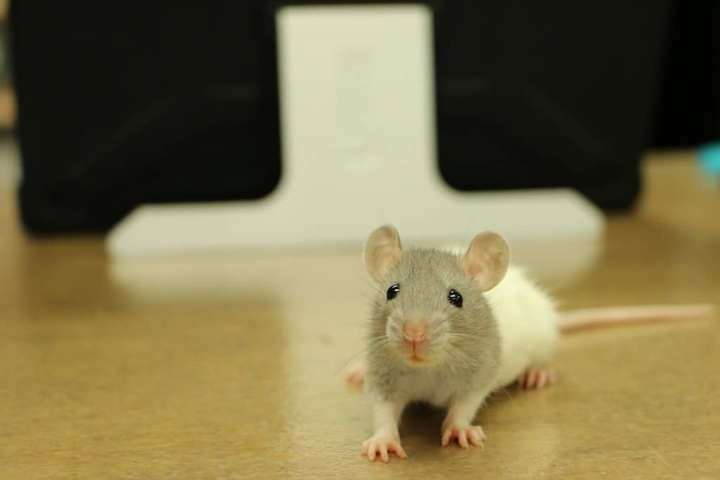 Training rats to clearance use litter box