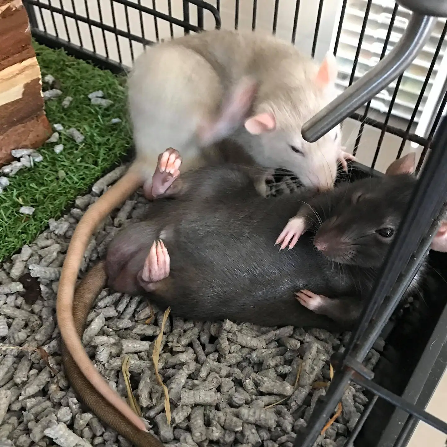 two pet rats chilling